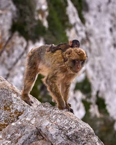 Up where the macaques roam